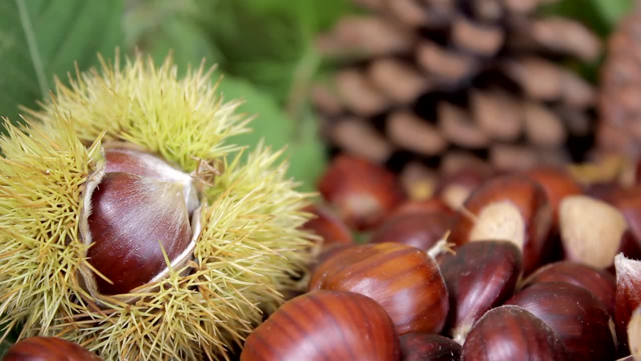 Chestnuts and pinecones