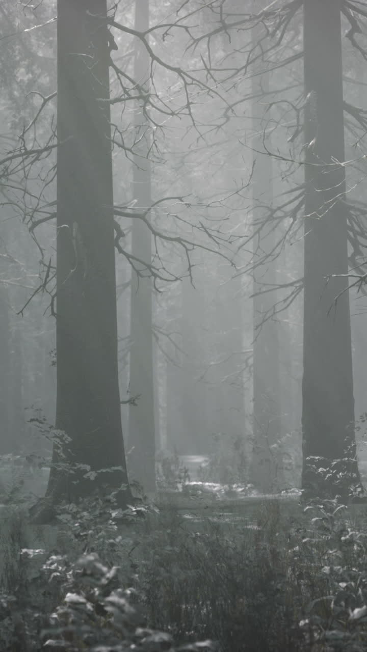 Misty Forest in Winter