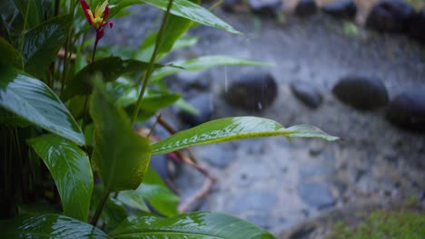 在哥斯达黎加的雨林花园里, 雨水滴落在植物的叶子上