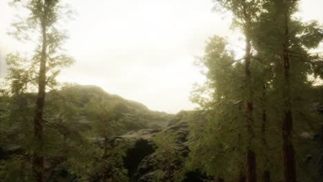 Fog-and-pine-trees-on-rugged-mountainside-and-coming-storm