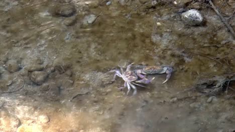 Cangrejo-De-Agua-Dulce-Ataca-A-Otro-Cangrejo-De-Agua-Dulce