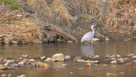 grey heron walking in a pond shallow water in seoul yanjae stream on sunset golden hour