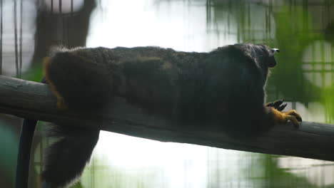 tamarín de manos rojas en una rama en el zoológico de la guayana francesa (saguinus midas)