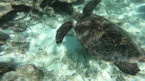 Turtle swimming by the coral