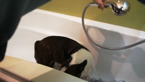 perro quiere evitar lavarse en la bañera