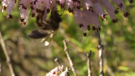 Bee-sucks-pollen-out-of-pink-tiny-flowers-while-being-shaken-by-the-wind,-macro-closeup