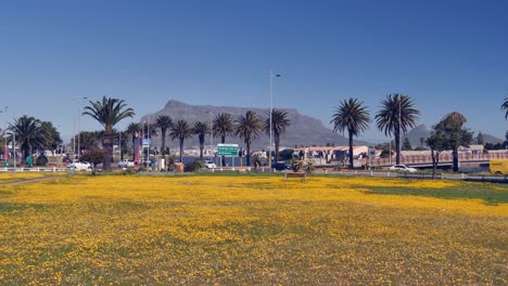 table mountain viewed across yellow wildflower park and street traffic