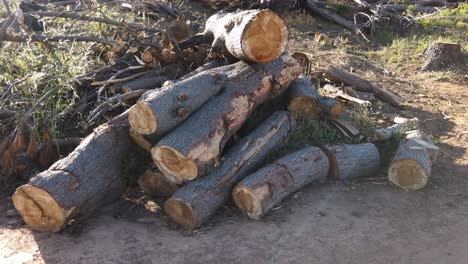 pile of tree logs on the ground