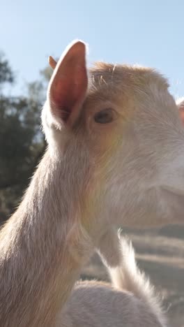 close-up of goat gazing under sunlight in rural scenery