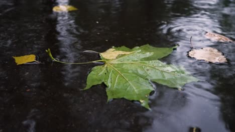 Lluvia-De-Otoño-Con-Mal-Tiempo,-Lluvia-Cae-Sobre-La-Superficie-Del-Charco-Con-Hojas-Caídas.