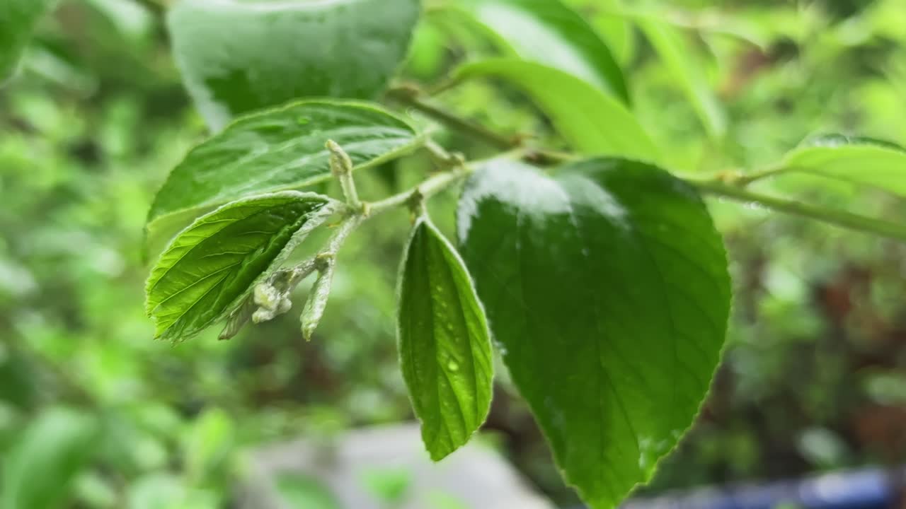 closeup of the branch or tender leaves of a Ber (Indian Jujube) plant, captured during the rainy season swaying gently in the slow rain