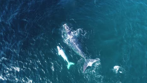 Antena-De-Cría-De-Ballena-Franca-Austral-Blanca-Nadando-Con-Su-Madre-En-El-Océano-Ventoso,-Hermanus,-Sudáfrica