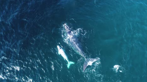 바람이 부는 바다, hermanus, 남아프리카 공화국에서 어머니와 함께 수영하는 흰색 남부 참고래 송아지의 공중