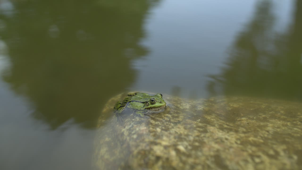 개구리는 돌에 앉아서 본다