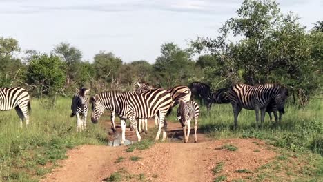 herd of burchell's zebras graze in wildlife safari park south africa