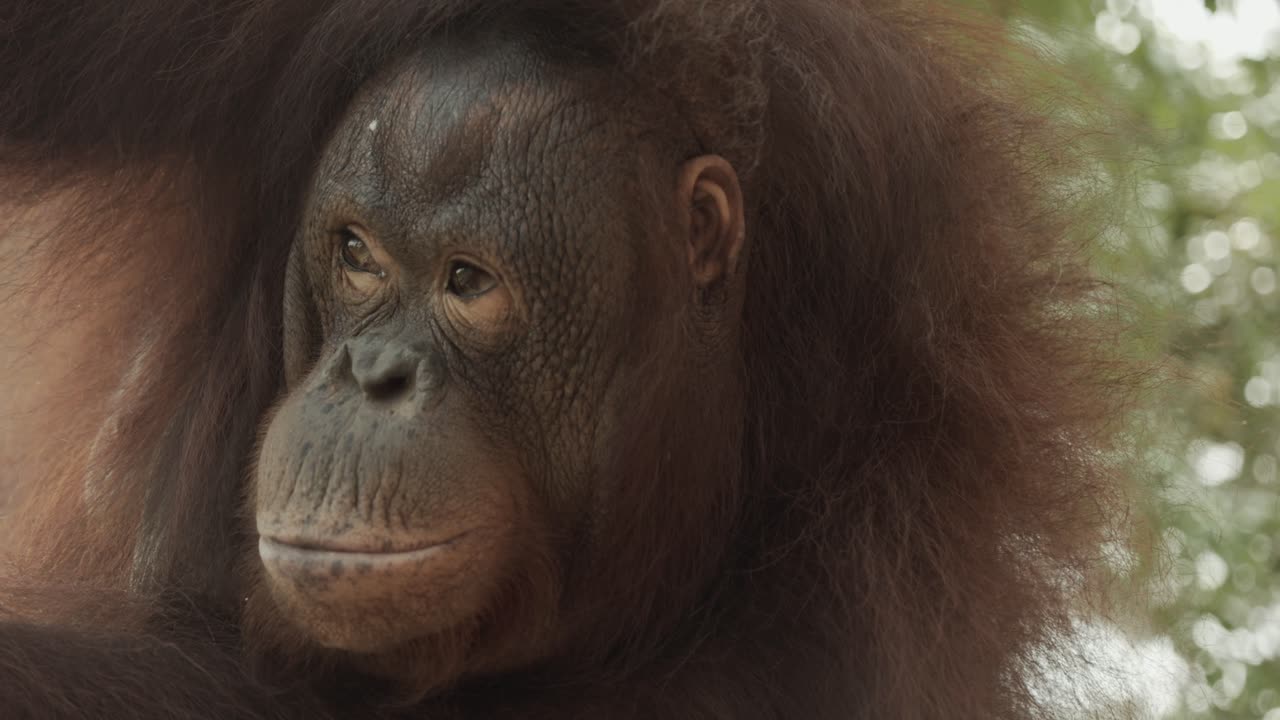 Smooth gimbal shot of Orangutan in the tree in the rainforest