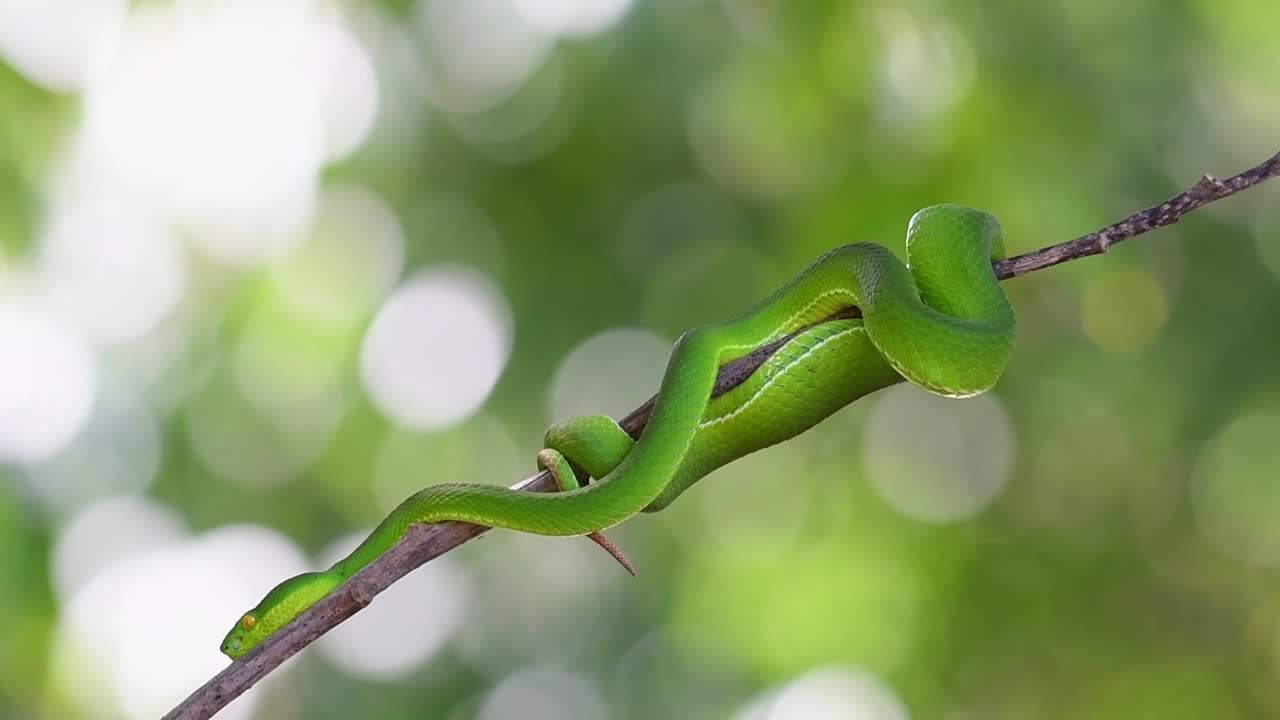 se ve descansando en una rama en el bosque mientras muestra su lengua, la víbora de labios blancos trimeresurus albolabris, tailandia