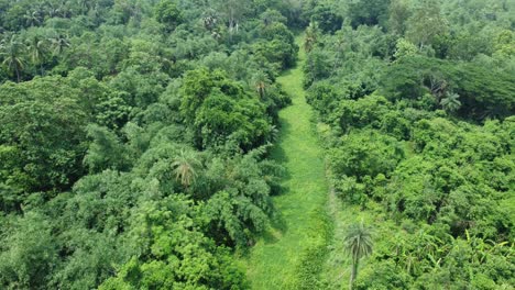 Aerial-view-shot-of-deep-green-forest