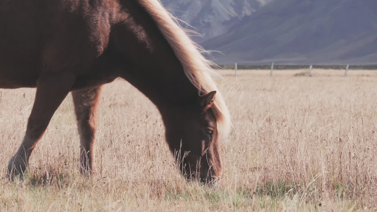 hermoso caballo islandés pasta en el campo, plano medio, vista lateral del perfil
