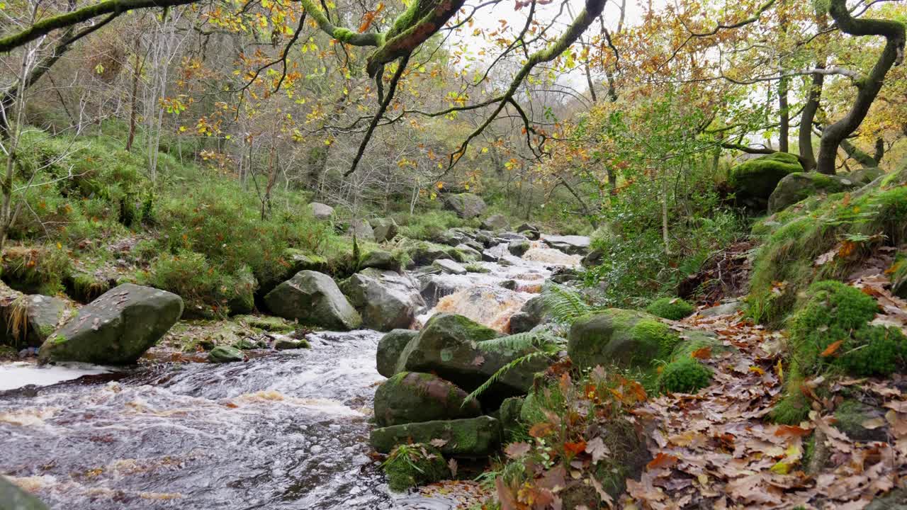 bosques serenos de otoño e invierno, un tranquilo arroyo a orillas del río, robles dorados y hojas de bronce caídas