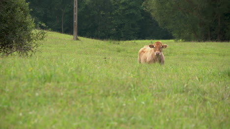 mood swings of a limousin cow cattle livestock at zielenica