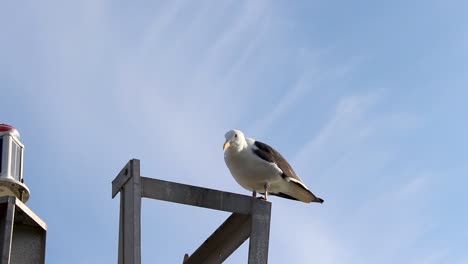 Seagull-stood-onto-of-jetty-with-blue-skies,-in-California