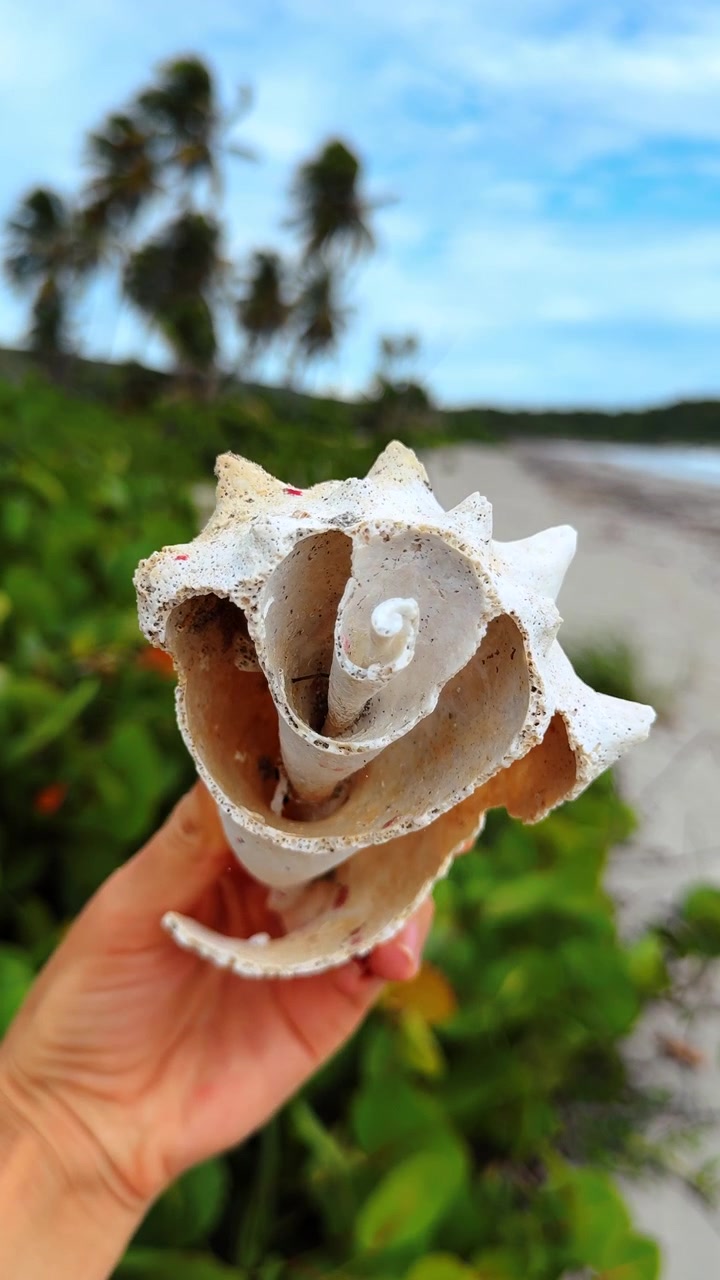 Large white seashell on tropical coast. White textured seashell held by hand with ocean and palms in background.