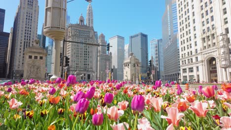 colorful tulips on a bright spring day chicago downtown city scene