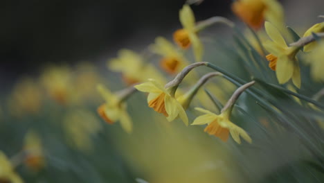 close-up view of beautiful yellow daffodil flowers in slow motion.