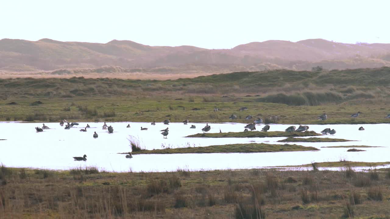 네덜란드 북부 홀랜드 텍셀의 호수 수로에 있는 오리 무리