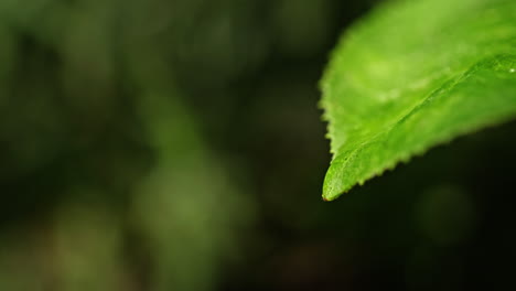 water droplet on a leaf