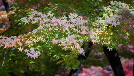 autumn maple tree branches under sunlight in south korea