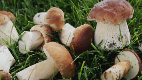 A-lot-of-forest-mushrooms-lie-on-the-green-grass.-Ingredient-for-many-gourmet-dishes.-Slider-shot