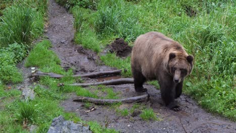 female brown bear walking slowly, alaska