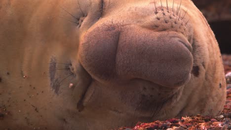 super closeup of the face of the male elephant seal on the patagonia coast , beach master