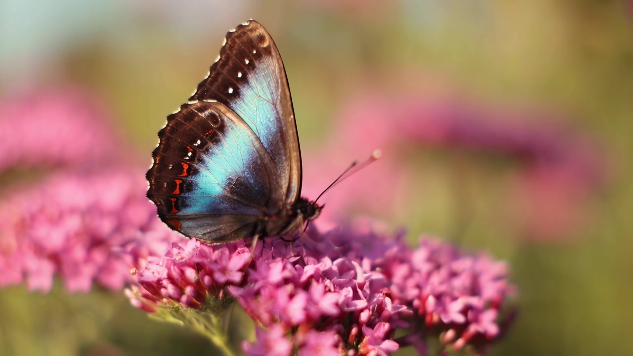 Farfalla Morpho Blu posata su fiore rosa