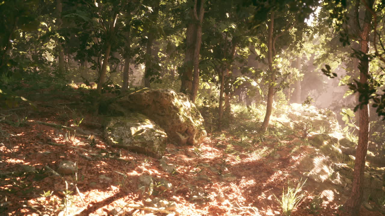 빛이 비치는 숲길
