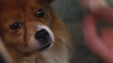 dog shows various expressions, possibly reacting.