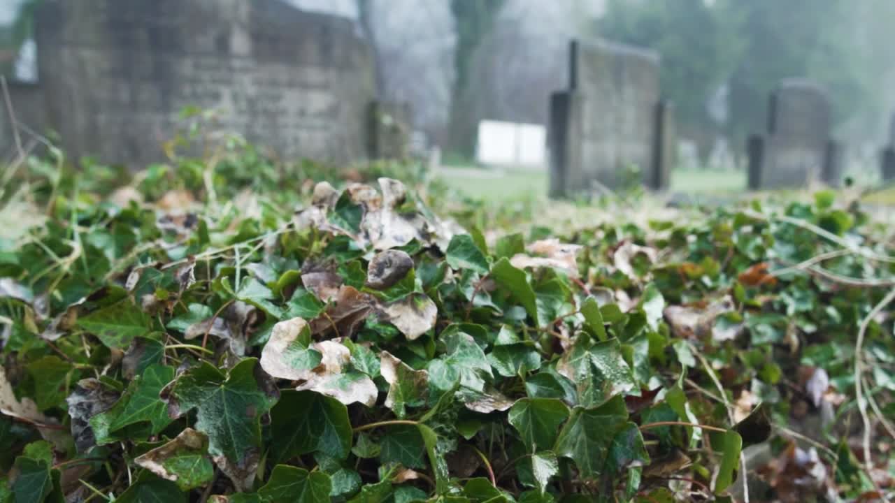 이비가 있는 안개가 가득한 묘지