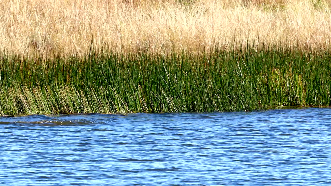 Big hippo bull enters water from reed covered bank, disappears underwater