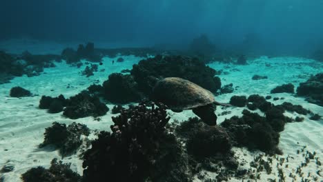 nature in motion, green sea turtle moves through the water