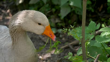 Makroaufnahme,-Die-Wilde-Gänse-Fressende-Pflanzen-Im-Wald-An-Einem-Sonnigen-Tag-Zeigt