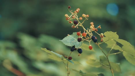 a blackberry branch with fresh ripe berries backlit by the morning sun on the blurry background