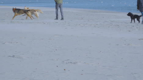 happy dogs play and run on a sandy beach - waves and sand dust visible