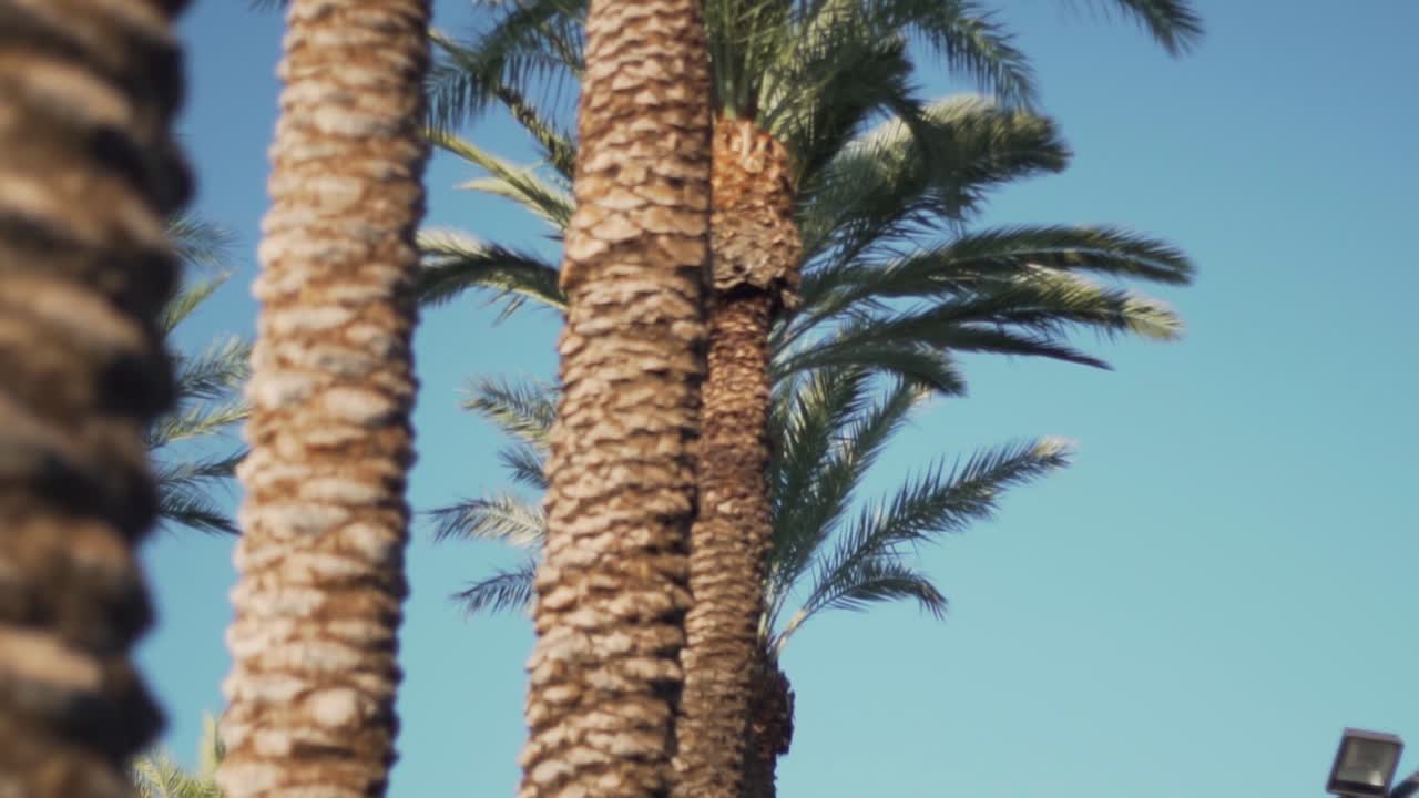 hilera de palmeras reales, de cerca