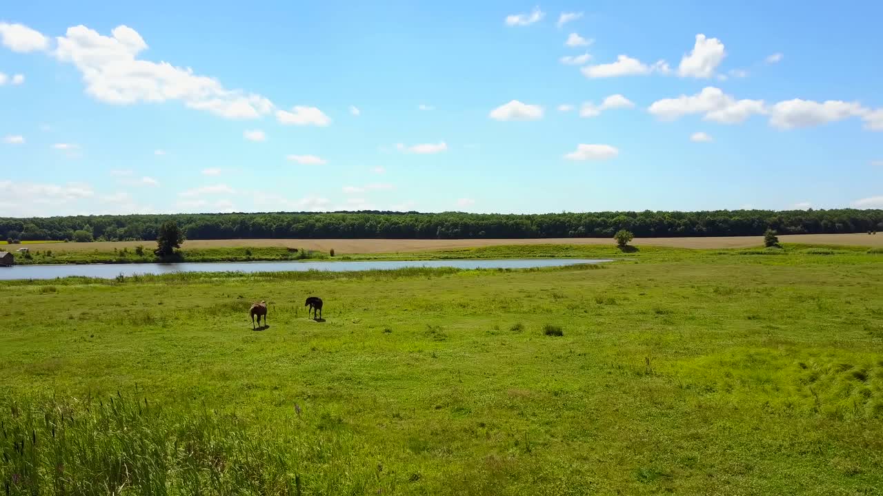 Pferde grasen auf der Weide. Braune Pferde grasen friedlich auf einer Wiese.