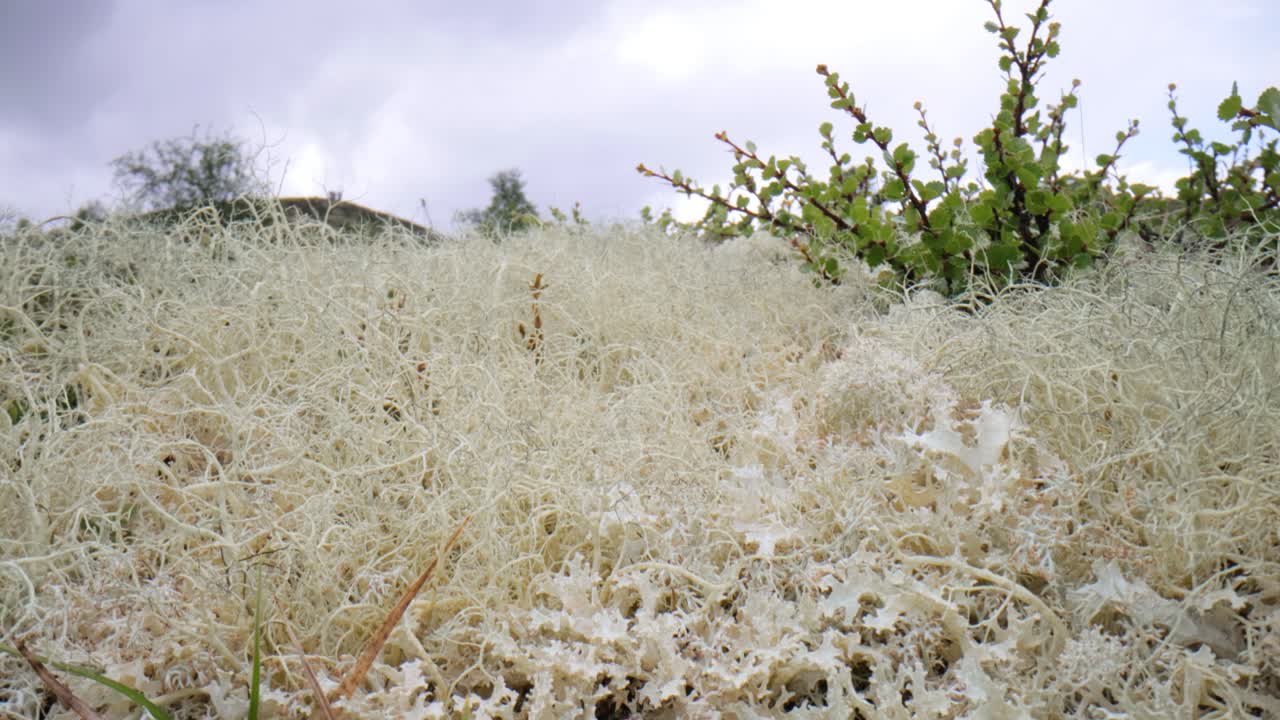 la tundra ártica, la hermosa naturaleza, el paisaje natural de noruega.