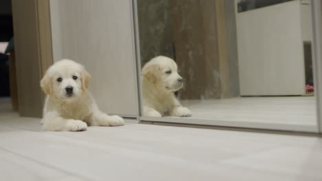 funny puppy barks at his reflection in the mirror. seeing his reflection for the first time