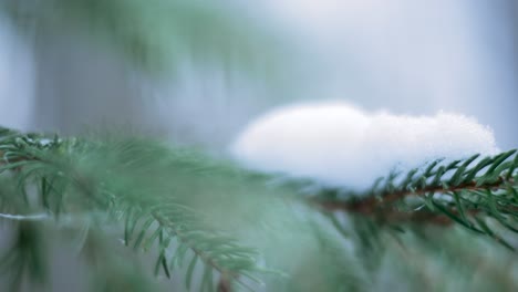 snow lying on a spruce branch, macro shot