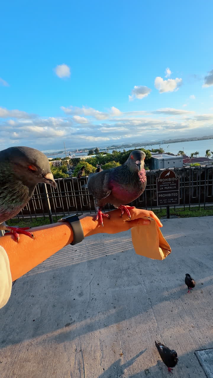 San Juan, Porto Rico, 4 agosto 2025: persona che dà da mangiare ai piccioni in un punto panoramico sulla costa. Turista che nutre i piccioni con la mano, con il mare e la città costiera sullo sfondo